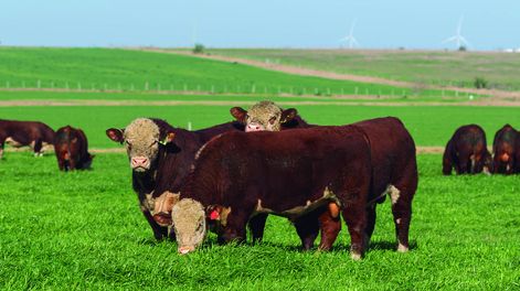 El domingo 15, desde la hora 13.30, con una oferta de 24 toros Hereford, con abundante información objetiva, se realizará el remate de la Central Kiyú