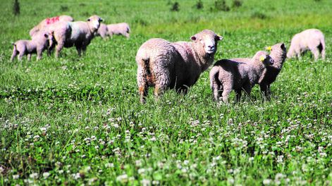 imagen de Próximo gobierno deberá enfrentar deuda del Estado con el Inia,  que asciende a unos US$ 30 millones, según los ruralistas