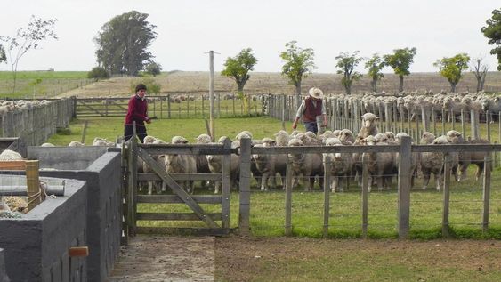 Se considera productor familiar a quienes explotan un predio de hasta 500 hectáreas índice Coneat 100, con ingresos nominales familiares inferiores a 14 BPC promedio mensual y residen a menos de 50 kilómetros del campo Se considera productor familiar a quienes explotan un predio de hasta 500 hectáreas índice Coneat 100, con ingresos nominales familiares inferiores a 14 BPC promedio mensual y residen a menos de 50 kilómetros del campo