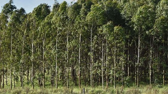 La OMC proyecta un repunte de 3,3% en los negocios forestales este año
