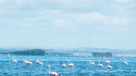 Búsqueda | Fotos: Mauricio Rodríguez