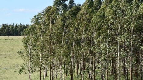 Las certificaciones y el trabajo estandarizado son dos aspectos principales de la logística de Montes del Plata con la madera