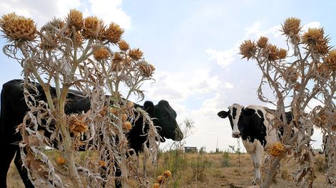 Un campo ganadero afectado por la sequía. Foto: Ricardo Antunez, adhocFOTOS.