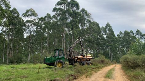 El fideicomiso de Bosques del Uruguay es el instrumento privado con más saldo invertido en las AFAP