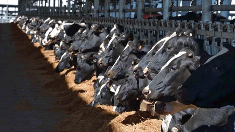 El megatambo Estancias del Lago, en Durazno, que abastece a varias industrias. Foto: Estancias del Lago