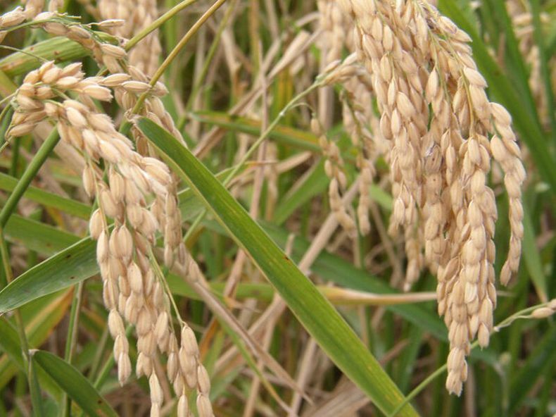 imagen de El arroz es el rubro más concentrado de los que el gobierno indaga cómo fijan sus precios