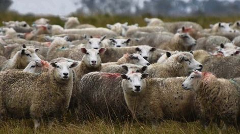 En enero el precio promedio de la carne ovina fue de US$ 4.152 por tonelada