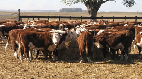 A través del fondo SiGa el Estado garantiza el 100% del crédito, premitiendo agilizar la financiación y bajar las tasas de interés, con plazos acordes al mercado.