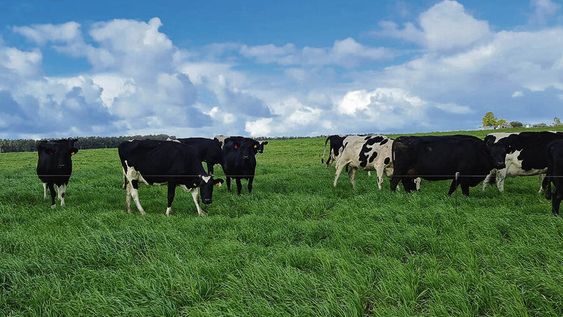 A pesar de la sequía se logró una buena producción de verdeos. Foto: Agro de Búsqueda A pesar de la sequía se logró una buena producción de verdeos. Foto: Agro de Búsqueda