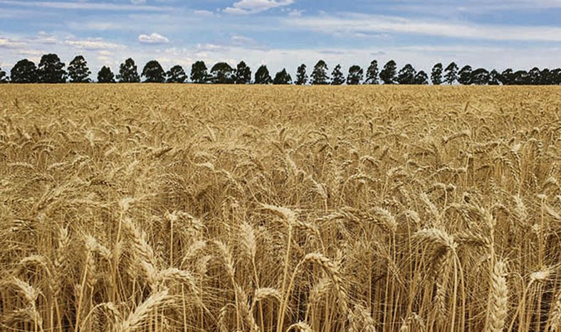 El área de siembra de trigo en 2024 fue de unas 350.000 hectáreas