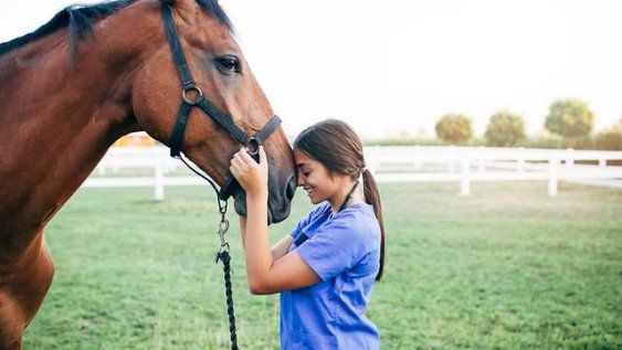 dos talleres sobre caballos y la regulacion de las emociones dos talleres sobre caballos y la regulacion de las emociones