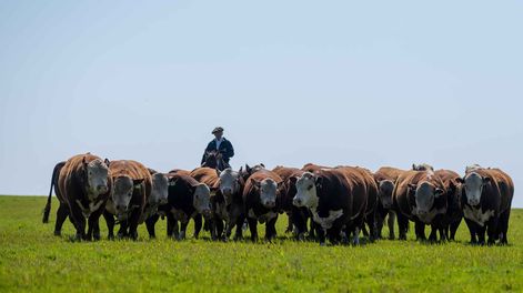 Los toros de esta zafra serán los de mayor precio de la historia en dólares y los más accesibles en kilos de ternero. &nbsp;