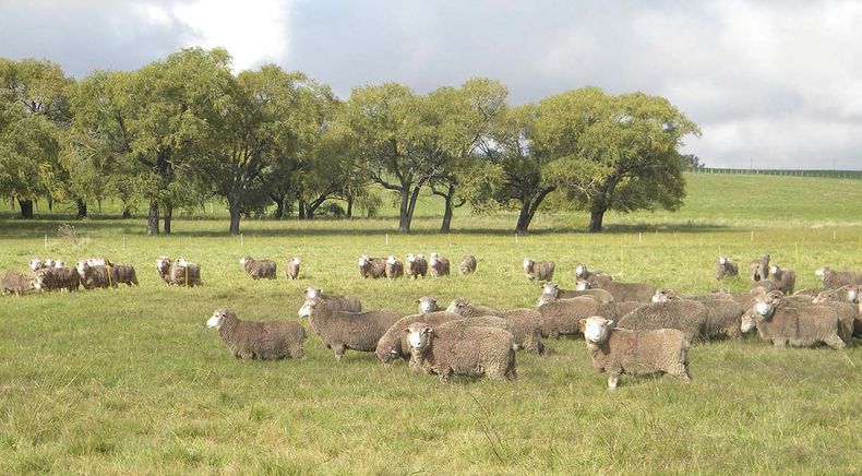 Es hora de que la UE acepte la carne ovina con hueso, libre de deforestación, que tantos otros países disfrutan sin riesgo