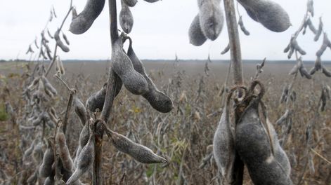 imagen de Técnicos del Poder Ejecutivo y privados coinciden en posibles  rendimientos récord en maíz y de máximos históricos en soja