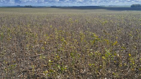 imagen de Sequía impide cosechar el 35% del área de soja sembrada en Uruguay