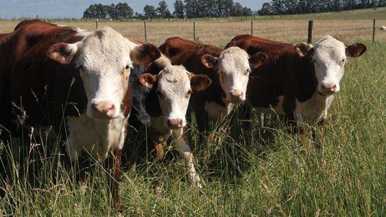 Algunas empresas de capitalización en ganado han enfrentado dificultades Algunas empresas de capitalización en ganado han enfrentado dificultades