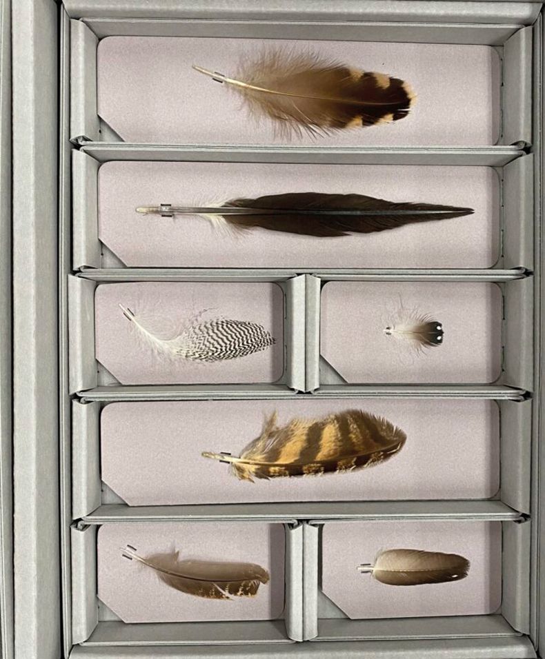 Colección de plumas de Oliver para Owls and Other Fantasies: Poems and Essays (2003). Biblioteca del Congreso de EEUU.