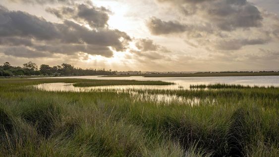 Ribera y humedales del arroyo Maldonado.