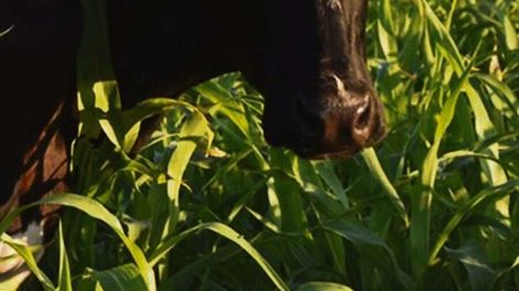 Las lluvias permiten generar buena disponibilidad de alimento