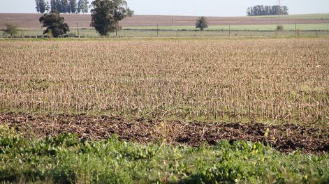 imagen de Crean red de buenas prácticas agrícolas