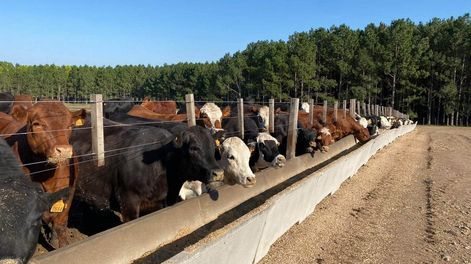 Foto: Agro de Búsqueda