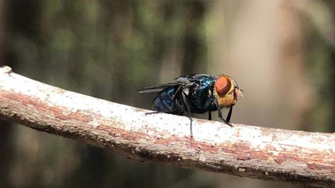 Erradicación de la bichera comenzaría en noviembre, en Colonia y Soriano