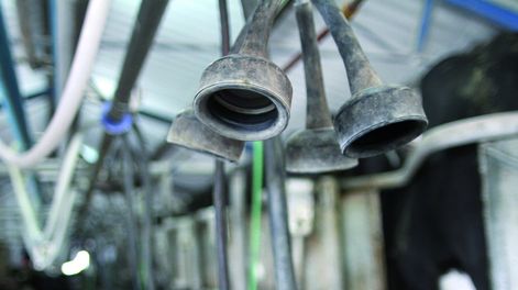 imagen de “Si nos siguen demorando” la habilitación de productos y de la planta de 	  leche en polvo “nos van a perjudicar mucho”, advierte Parmalat Uruguay