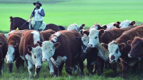 Cierra el 2025 con valores de exportación récord, tanto para la carne vacuna como para la ovina.&nbsp;&nbsp;