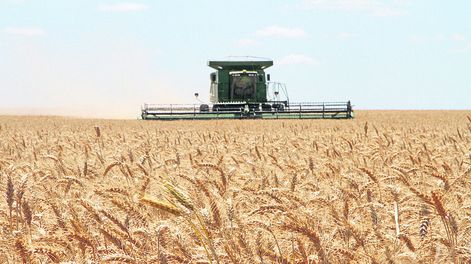A diferencia de otras zafras, este año los precios favorecen al cultivo de trigo