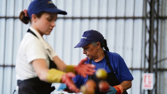Mujeres trabajando en el empaque de manzanas en una empresa de Melilla. Foto: Javier Calvelo / adhocFOTOS