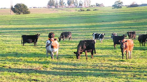 El stock ganadero crecerá casi 5% este año respecto a 2019, según proyecciones del Plan Agropecuario. Foto: Nicolás Der Agopián