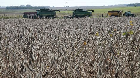 Cosecha de soja en Florida. Foto: Pablo La Rosa / adhocFOTOS