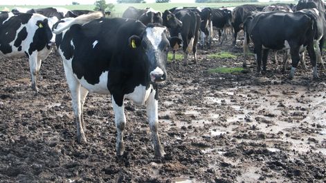 imagen de Salvavidas para la lechería