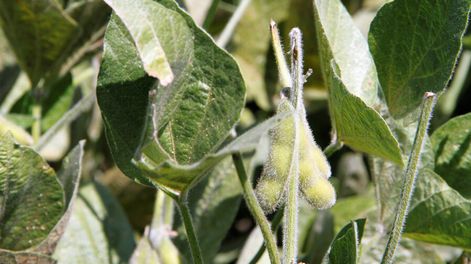 imagen de Agricultores e industria advierten sobre el impacto negativo  de la eventual prohibición europea del herbicida glifosato