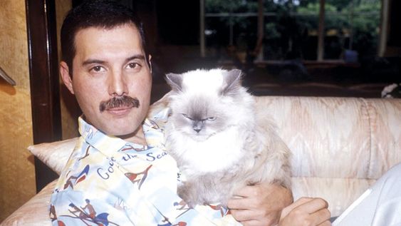 imagen de Los artistas y sus gatos: amor, fascinación e inspiración imagen de Los artistas y sus gatos: amor, fascinación e inspiración