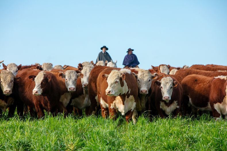 Novillos Hereford - Crédito Hereford Uruguay