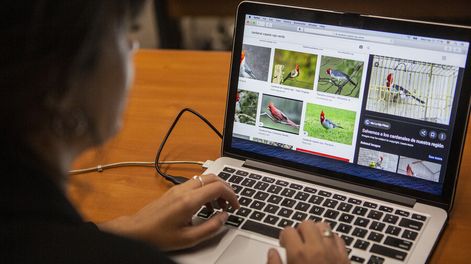 Búsqueda | Desde el gobierno admiten tener “un sistema de respuesta débil” ante las denuncias sobre venta y tenencia ilegal de animales. Foto: Nicolás Garrido