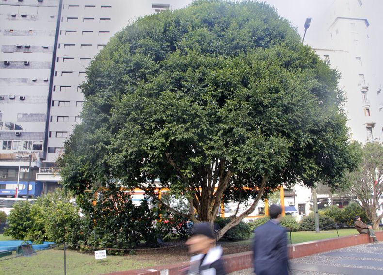 imagen de El gobierno prepara un plan para restaurar ecosistemas nativos;  los viveros deben aumentar el stock para abastecer al Estado