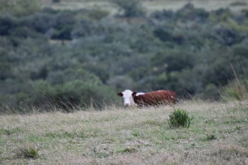 Campo natural