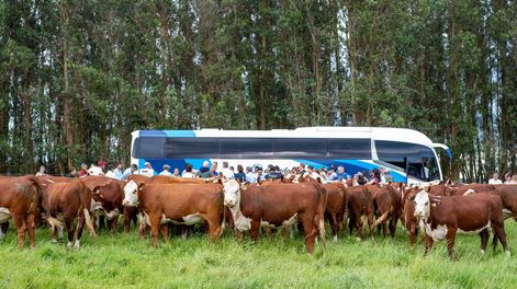 Parte de la delegación observando los planteles Hereford, que están en una zona del Sistema Nacional de Áreas Protegidas