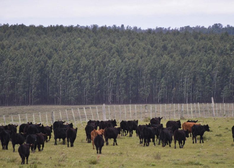 Los campos agrícolas, forestales, ganaderos, mixtos y ganaderos –en ese orden– “son los más demandados”, comentó el operador Diego Arrospide