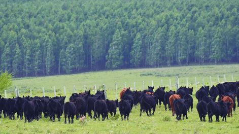Se pretende que este fideicomiso Salud Animal tendrá como objeto el financiamiento de programas para la erradicación y/o control de enfermedades en todo el territorio nacional.