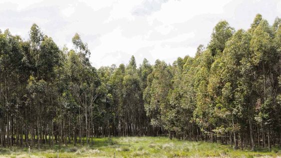 El área de plantaciones forestales en Uruguay pasó de 148.614 hectáreas a 1.161.851 hectáreas entre 1975 y 2023 El área de plantaciones forestales en Uruguay pasó de 148.614 hectáreas a 1.161.851 hectáreas entre 1975 y 2023