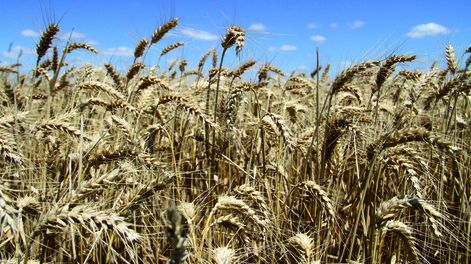 imagen de En seguros agrícolas hubo un “incremento significativo” en 15 años, y por el déficit hídrico “se disparó” en zonas del sur