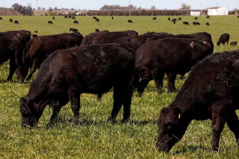Ganado vacuno engordado en pasturas naturales. San José Uruguay.&nbsp;