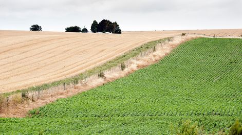 Un campo agrícola en las afueras de Palmitas, Soriano
