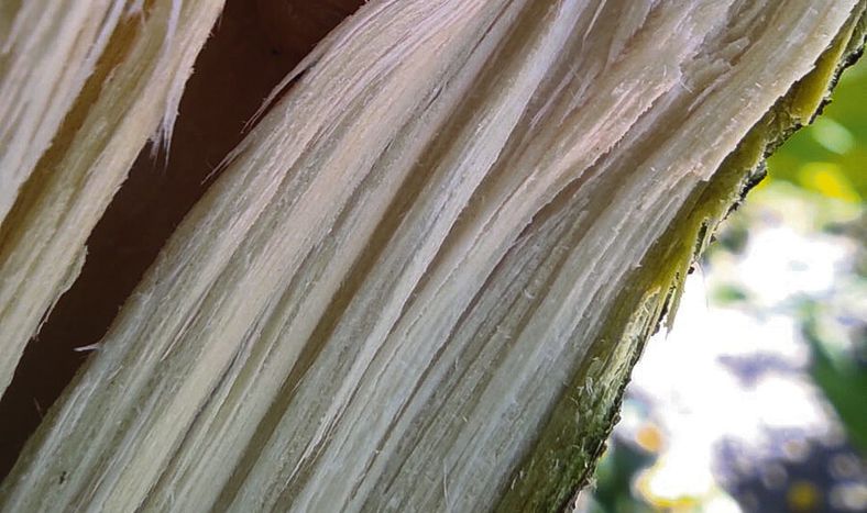 Taladro de los cítricos. Foto: Lautaro Lagarde