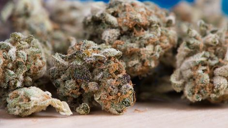 imagen de Turistas apelan a aplicaciones y tours para catar marihuana uruguaya