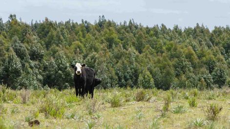 Gutiérrez dijo que “habría que ver si se necesita un cambio normativo o hay que llevar con más vigor la ley de Ordenamiento Territorial en todos los territorios”.