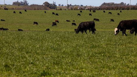 imagen de Cuotas de exportación de carne a Unión Europea y EE.UU. ocasionaron US$ 980 millones en tres años; el monto del cupo Hilton cayó 37%